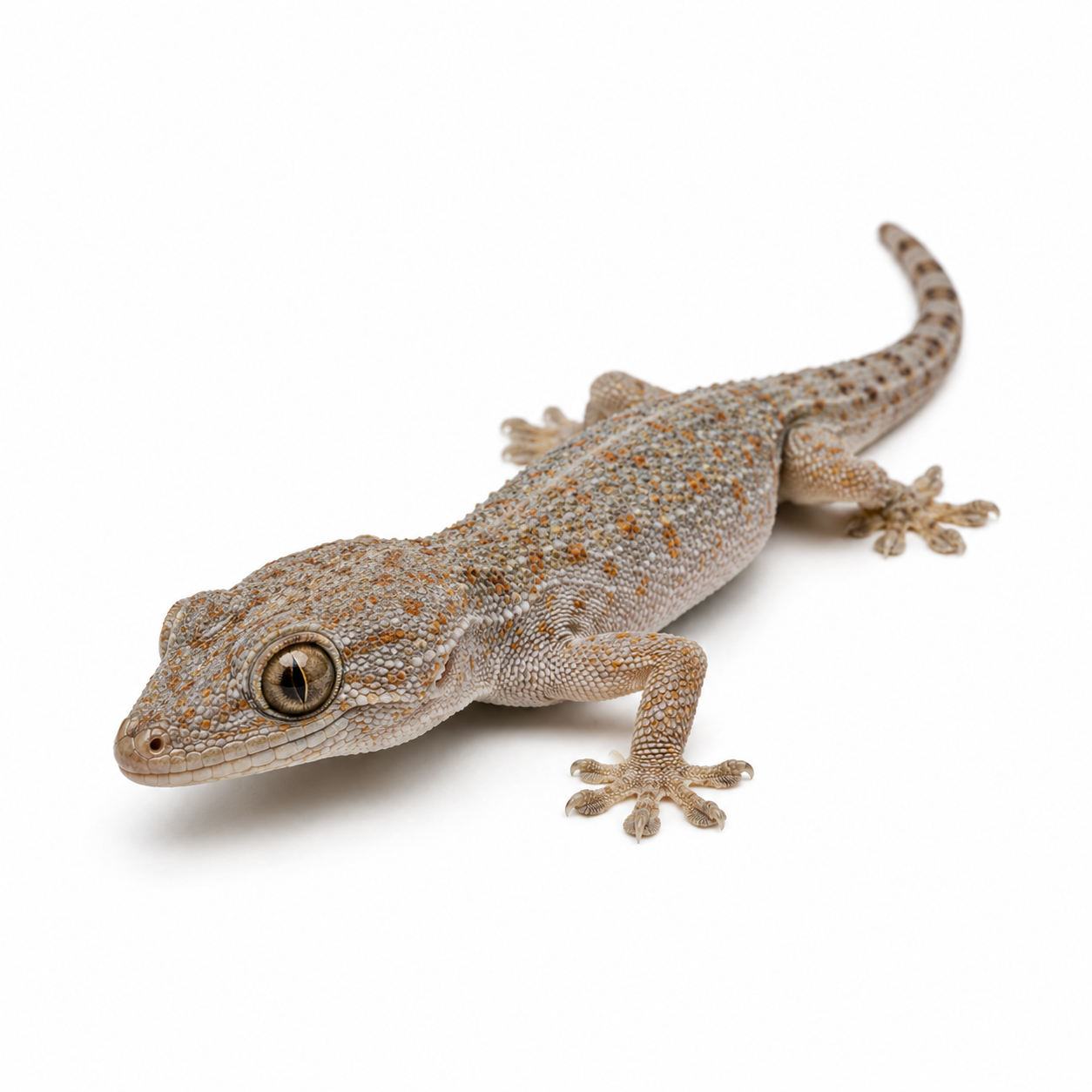 Asian House Gecko on white background facing left showing characteristic features.