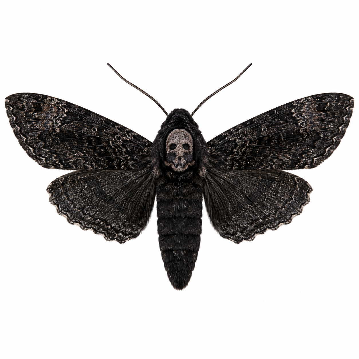 Black Witch Moth on white background with wings spread showing identifying features.