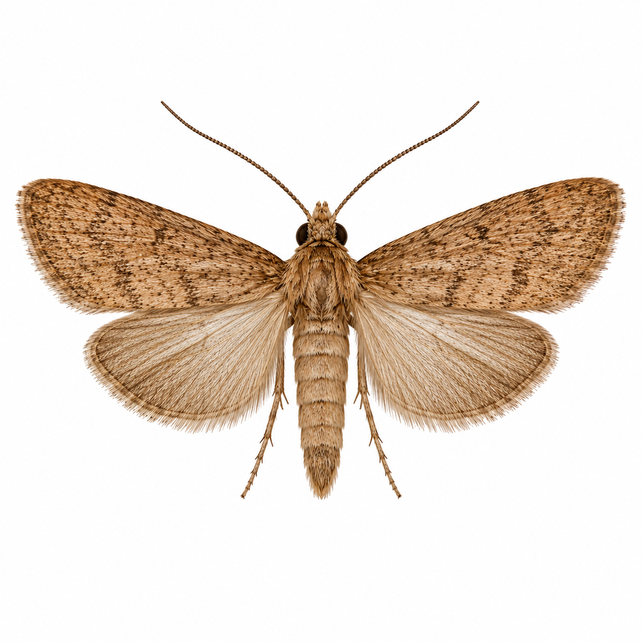 Brown House Moth on white background facing left showing identifying characteristics.