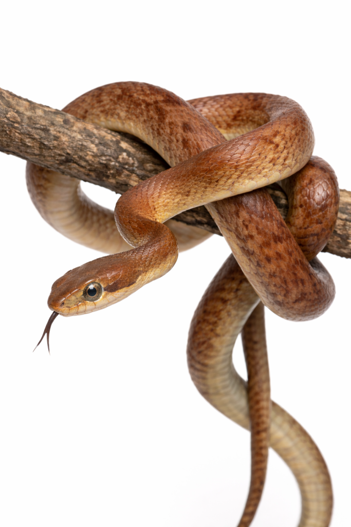 Brown tree snake found in Queensland trees and residential areas