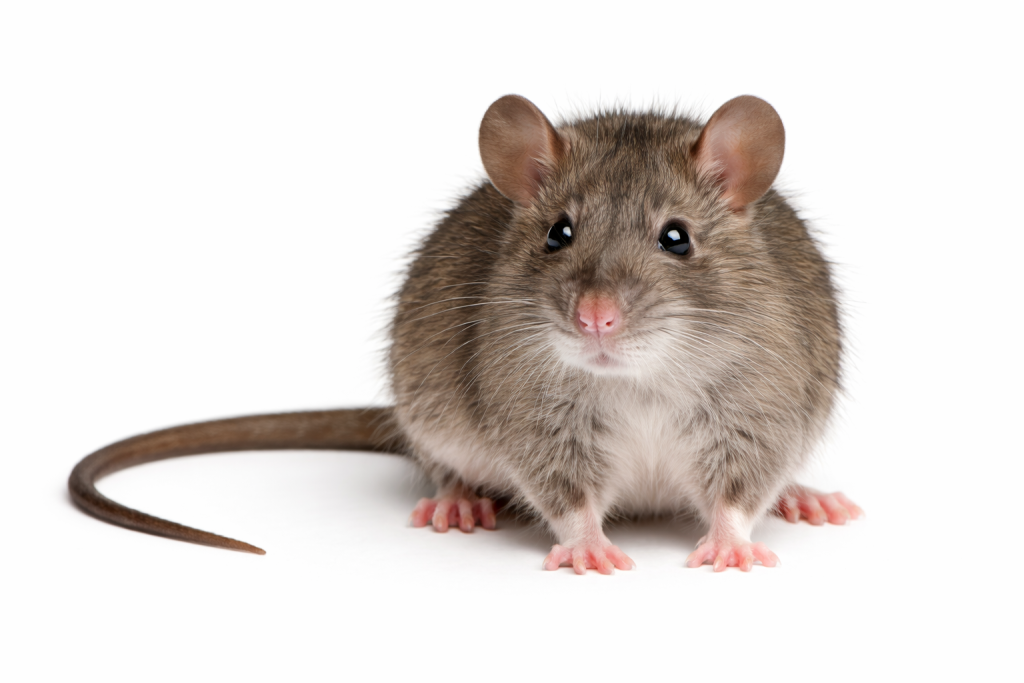 Bush rat found in Queensland bushland and outdoor areas