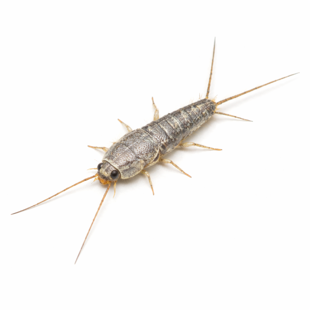 Common silverfish pest found in Queensland homes and bathrooms