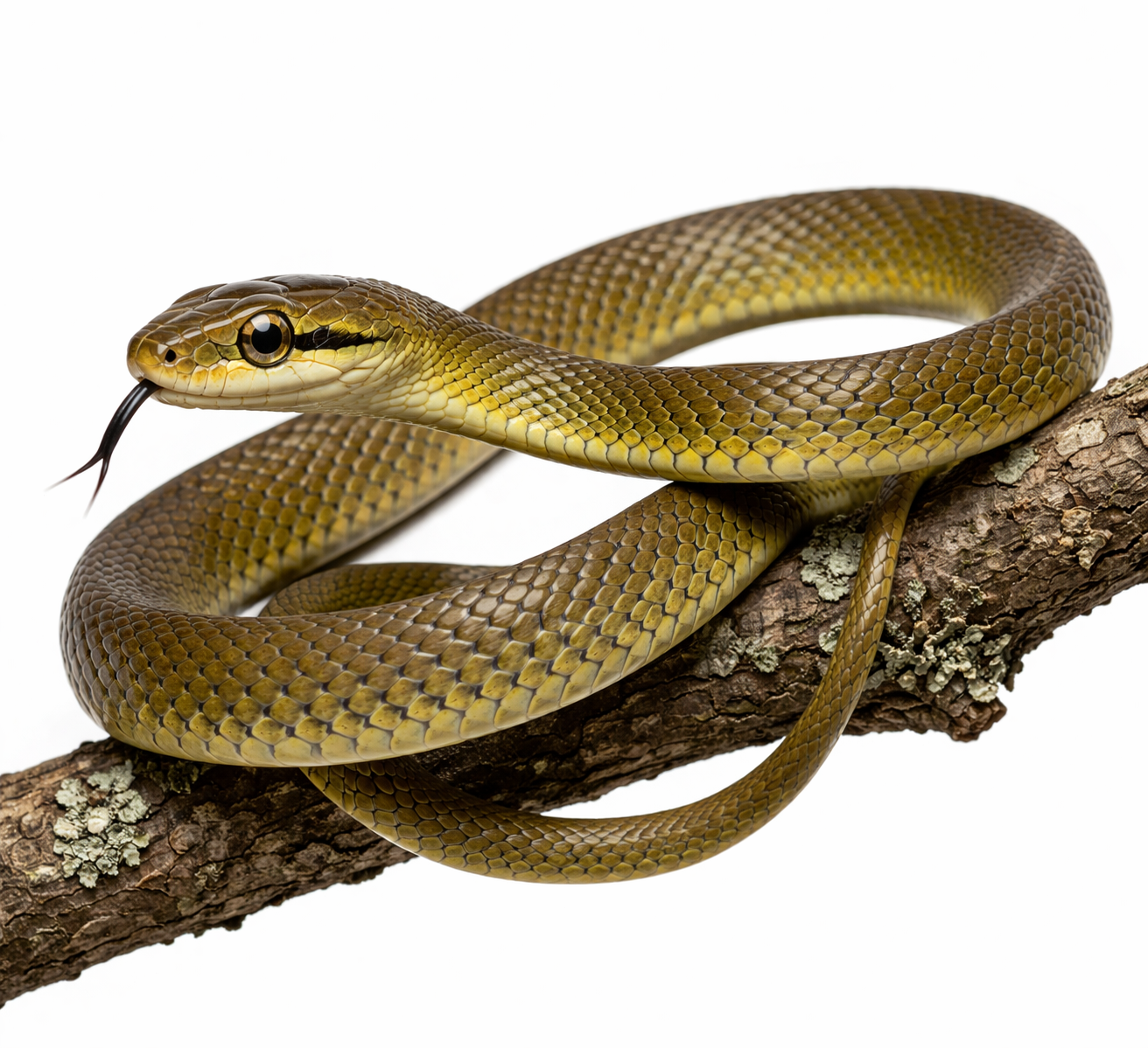 Common tree snake found in Queensland gardens and vegetation
