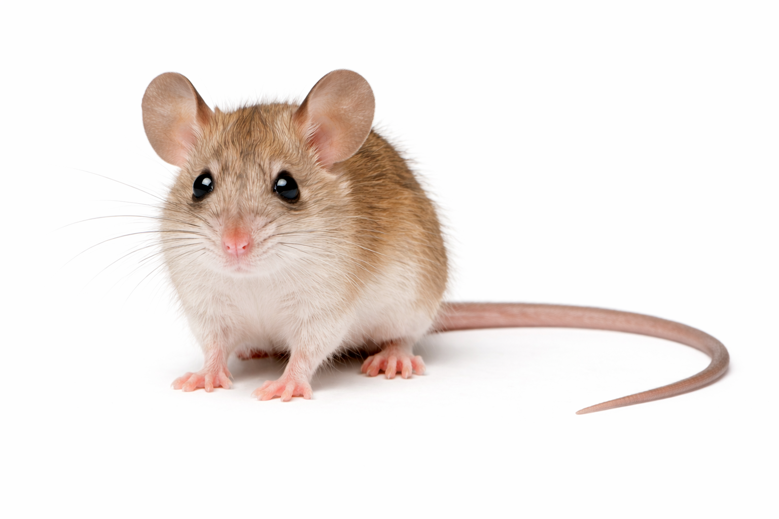 Delicate mouse found in Queensland grassland areas