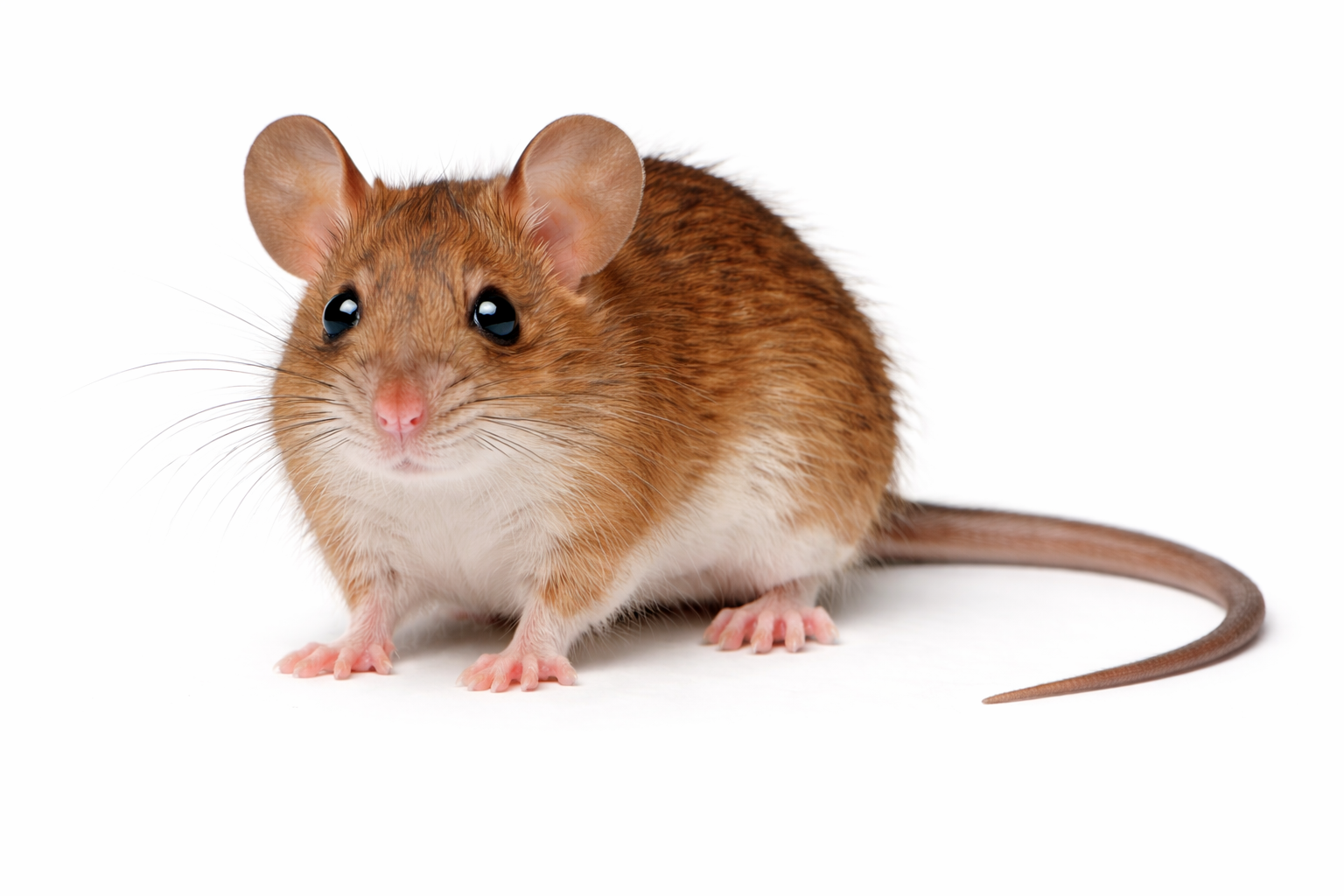 Eastern chestnut mouse found in Queensland natural habitats