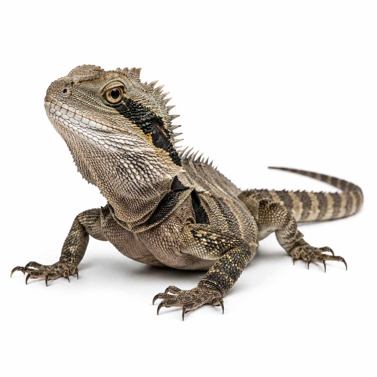 Eastern Water Dragon on white background facing left showing identifying features.