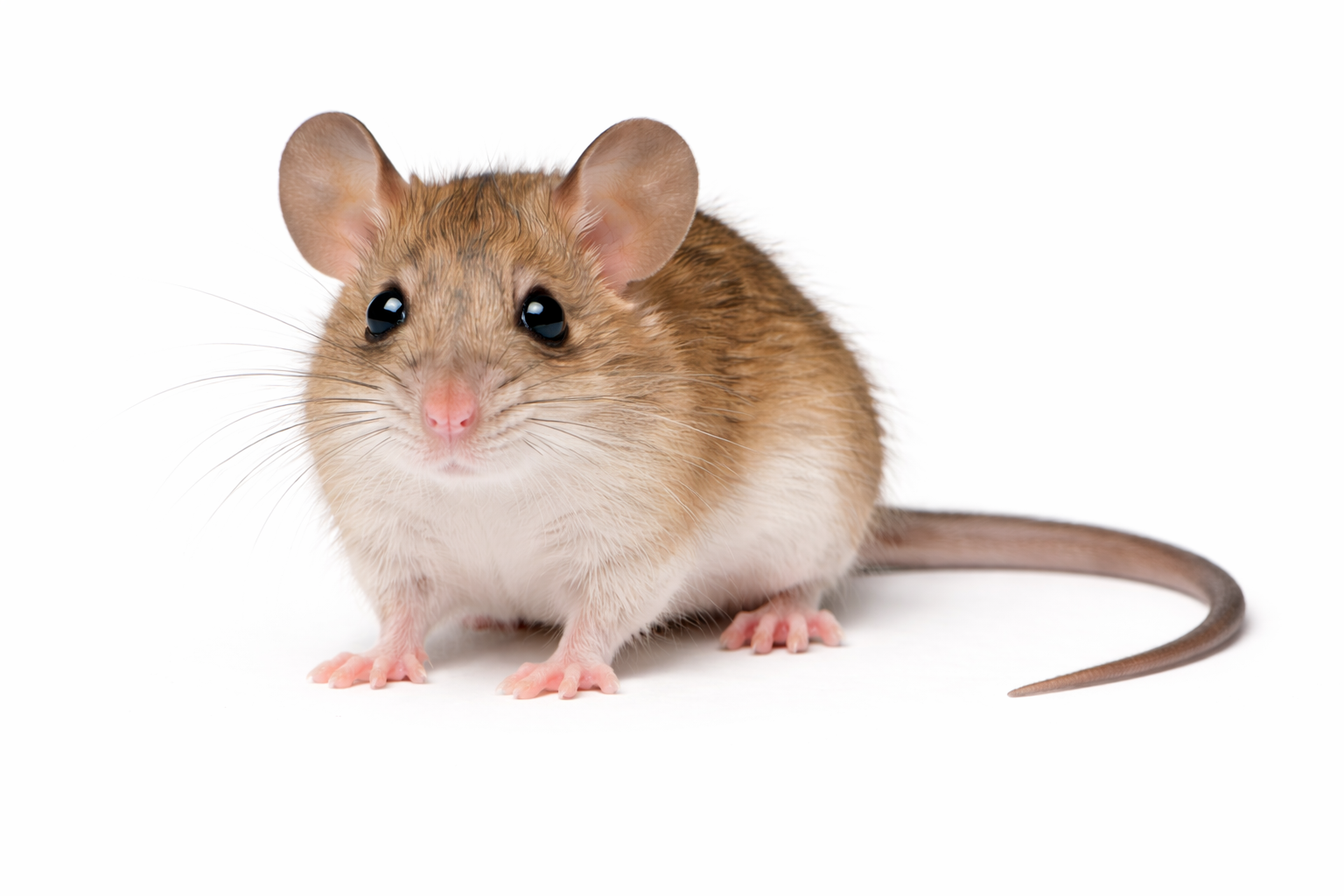 Forrest’s mouse found in Queensland natural habitats