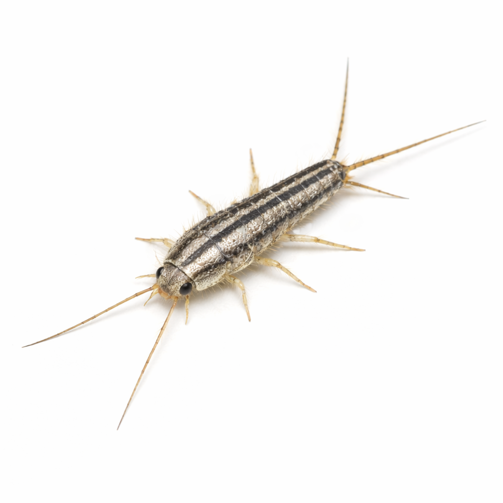 Four-lined silverfish pest found in Queensland indoor environments