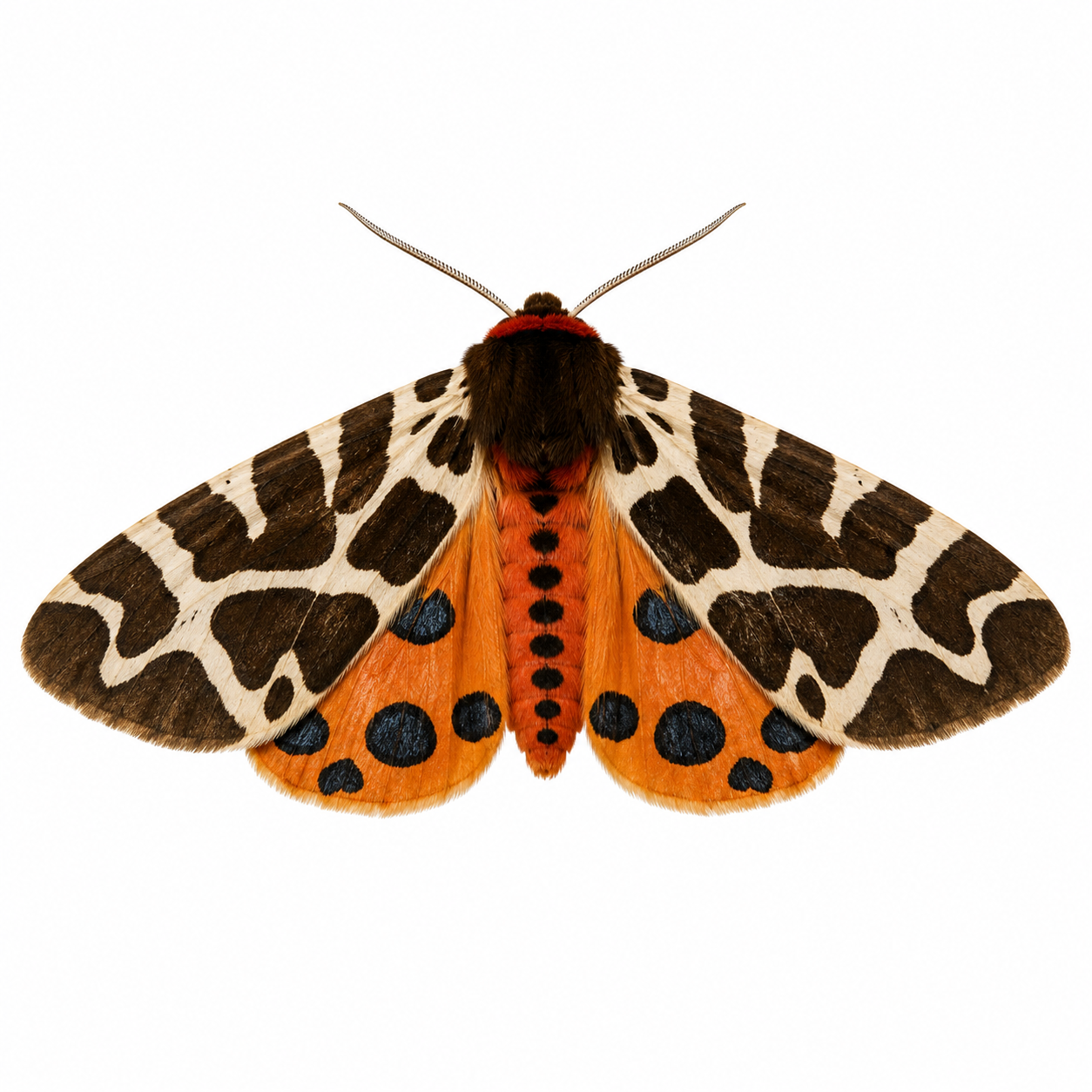 Garden Tiger Moth on white background displaying bold wing patterns and identification features.