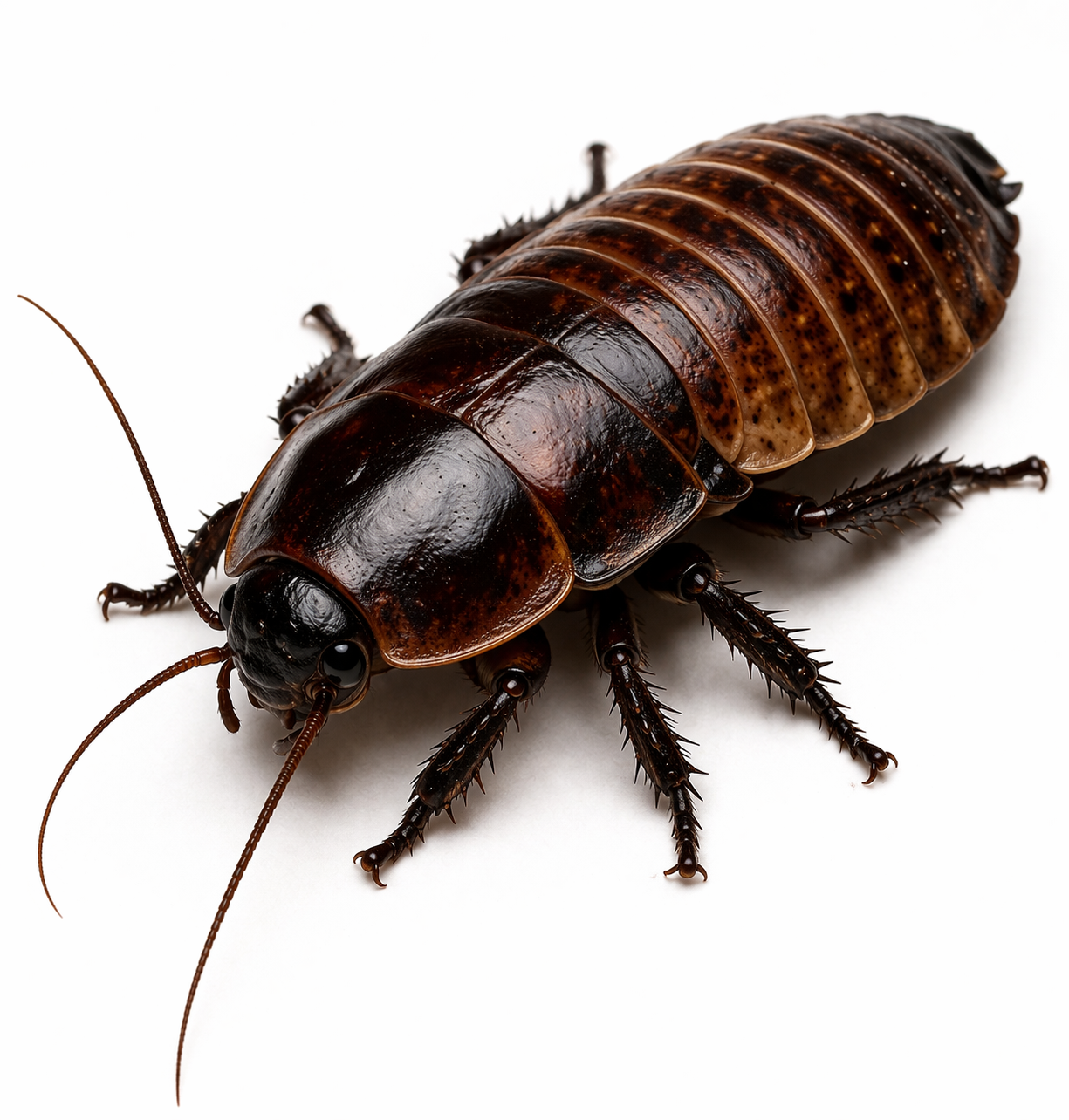 Giant burrowing cockroach found in Queensland soil and outdoor environments