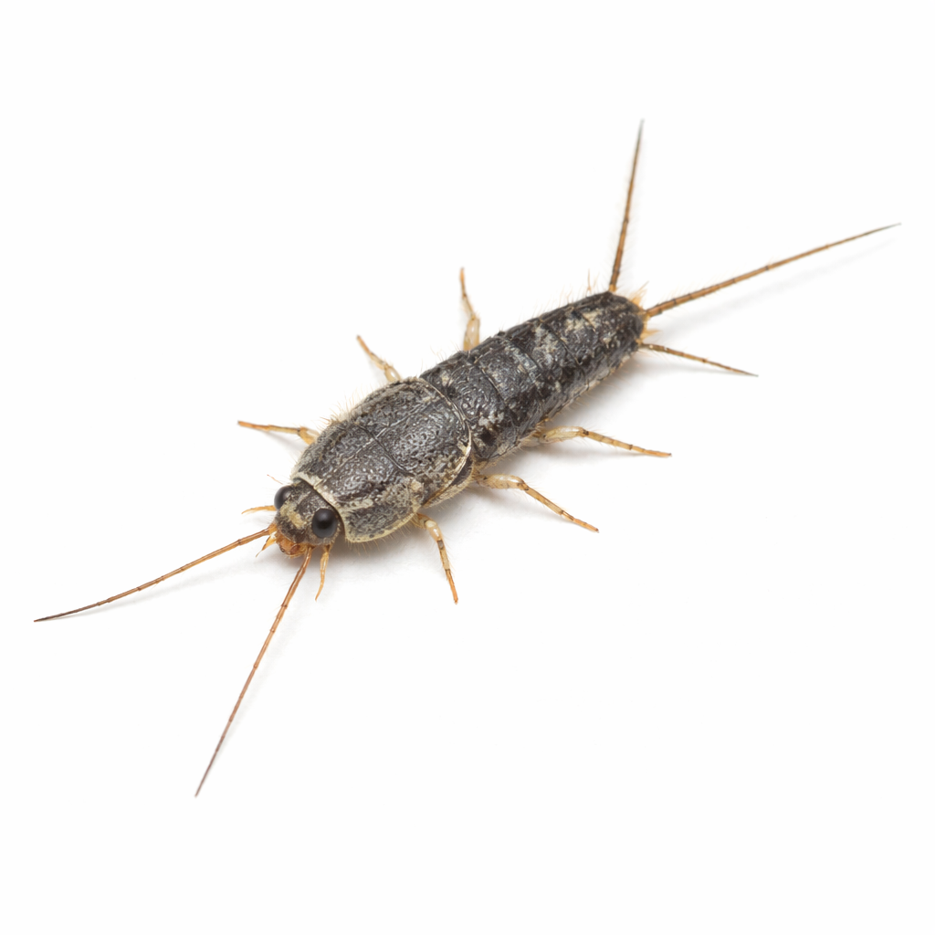 Grey silverfish pest found in Queensland homes and storage areas