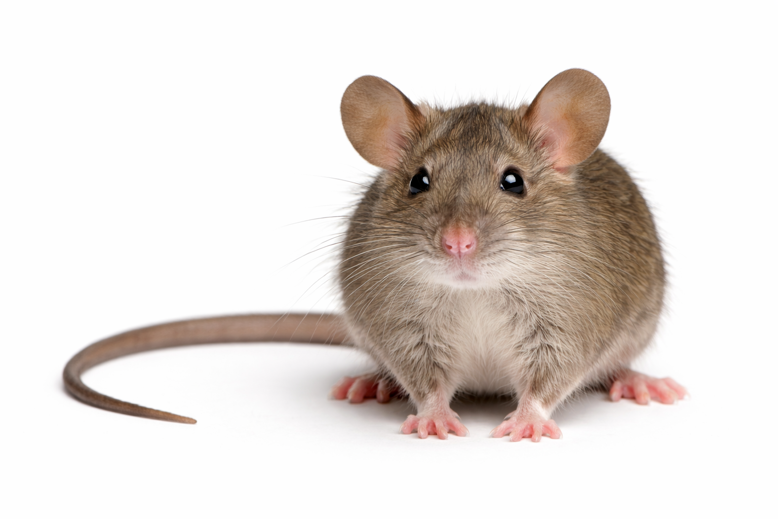House rat pest commonly found in Queensland properties