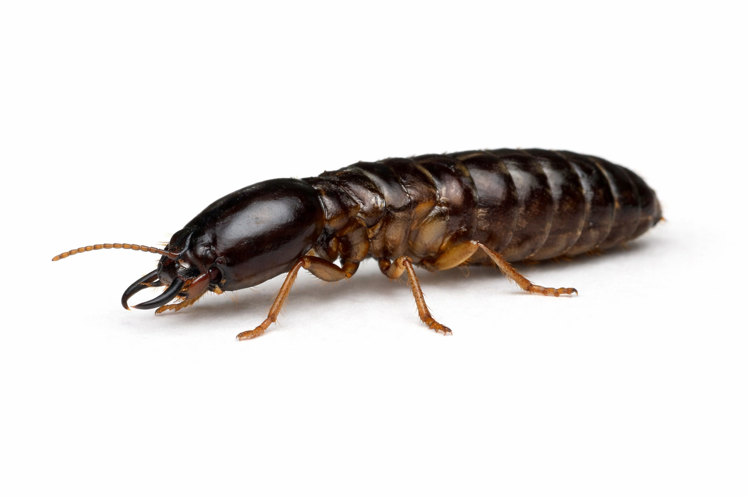 King termite found in Queensland termite colonies