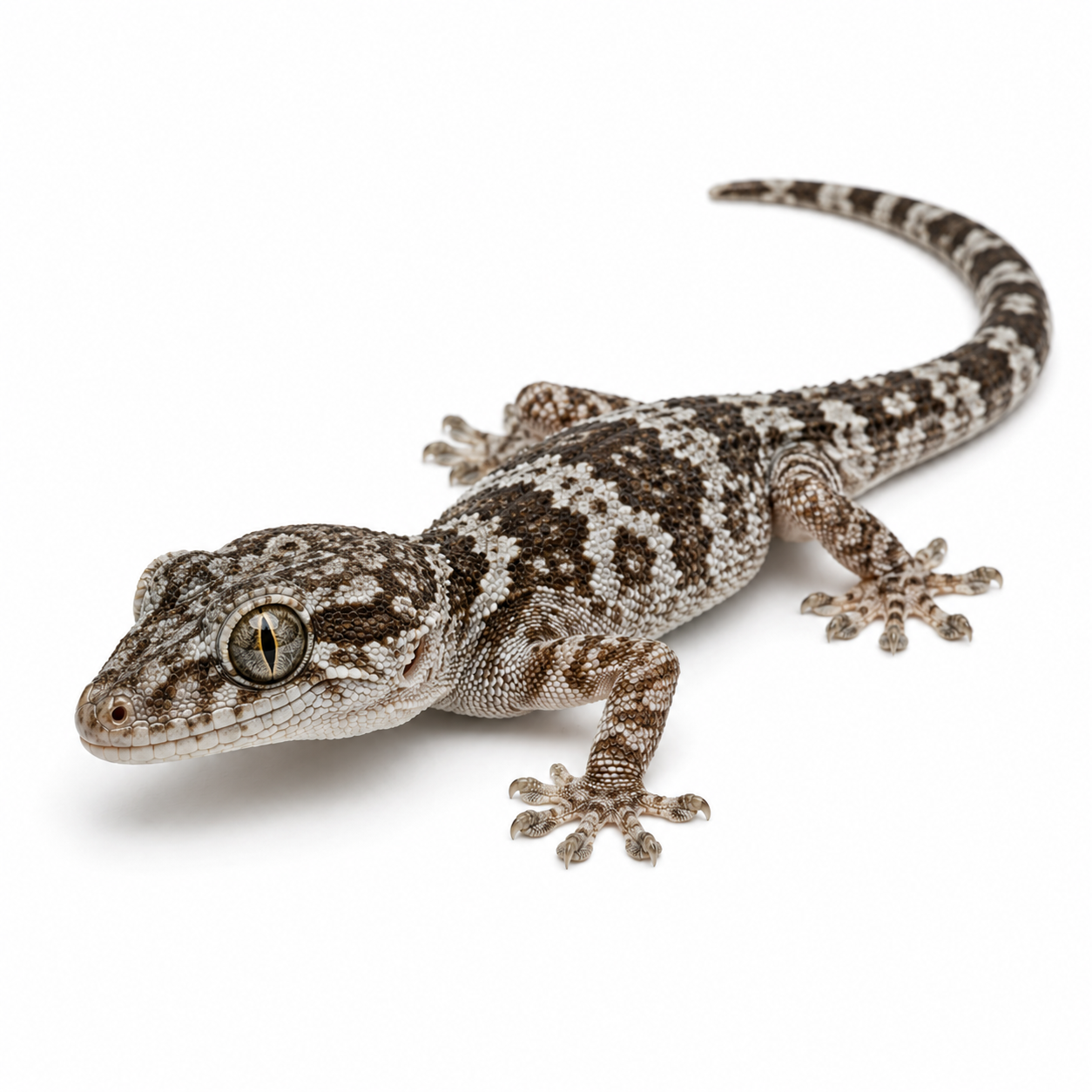 Marbled Gecko on white background facing left displaying identifying characteristics.