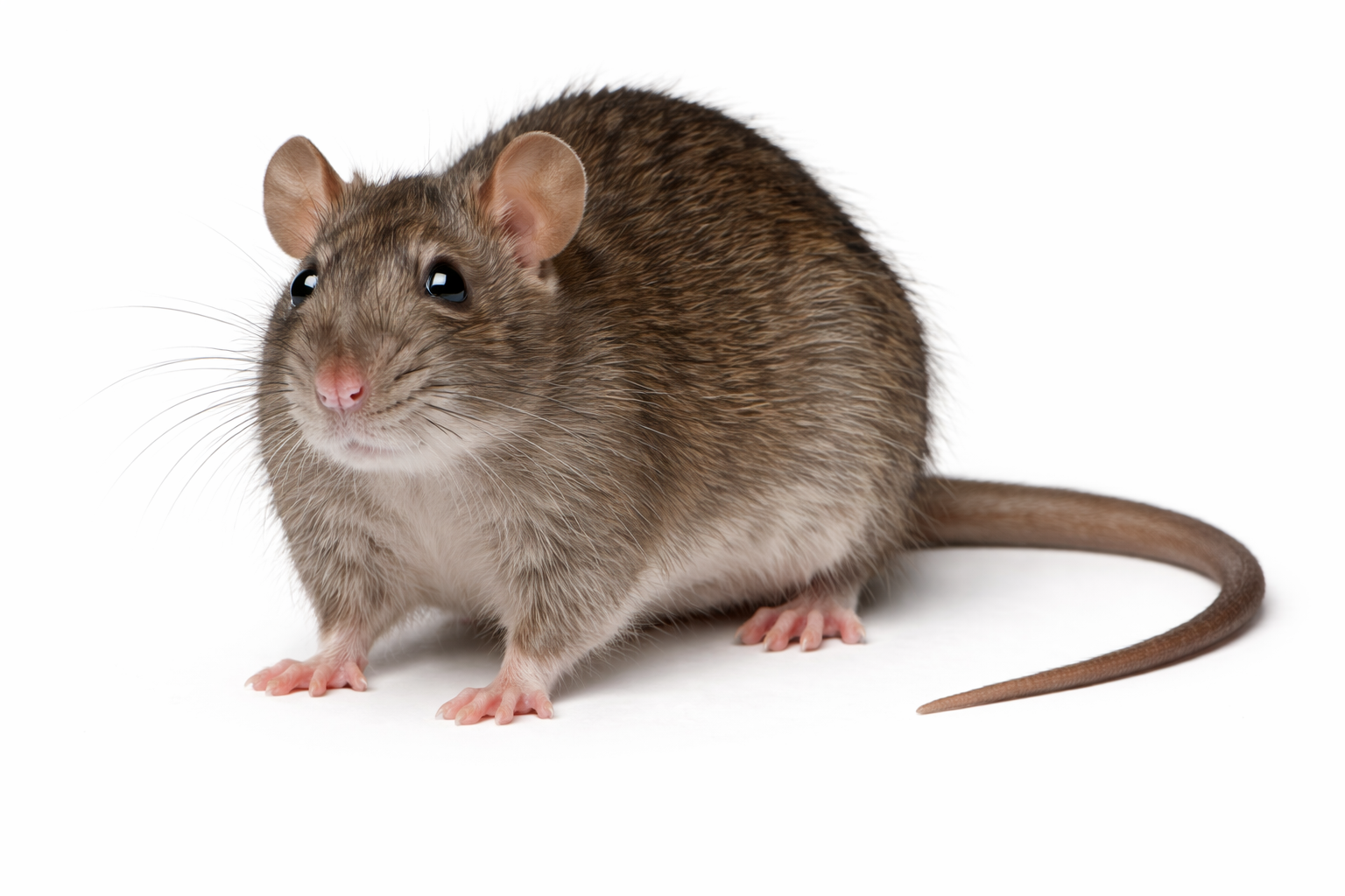 Norway rat pest found in Queensland urban and drainage areas