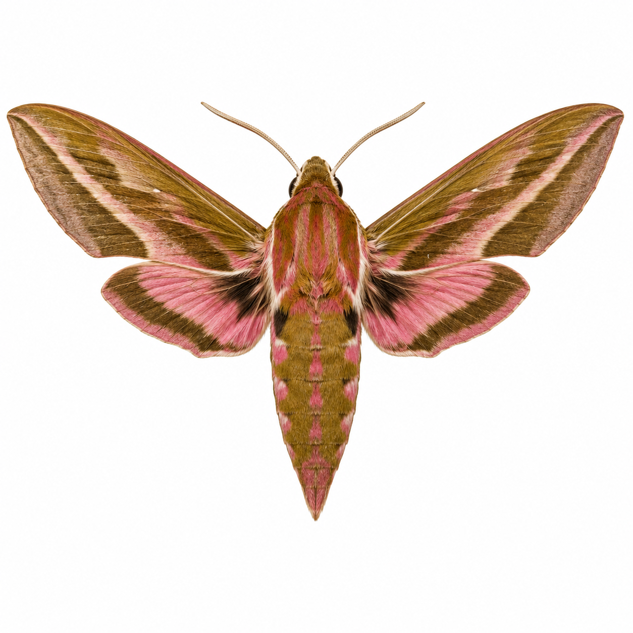 Oleander Hawk Moth on white background showing distinctive wing markings and colours.