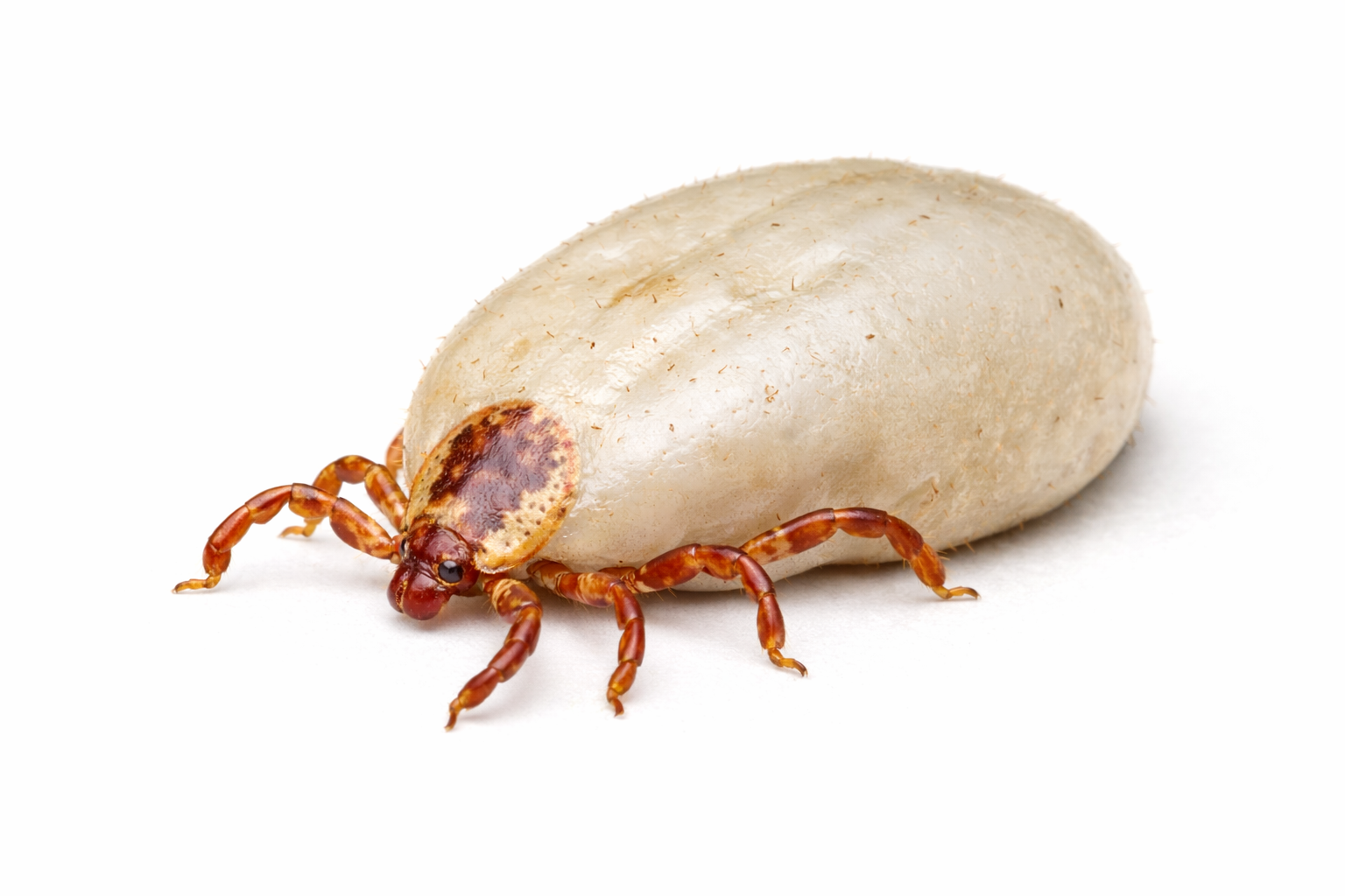 Queensland cattle tick pest affecting livestock in Queensland