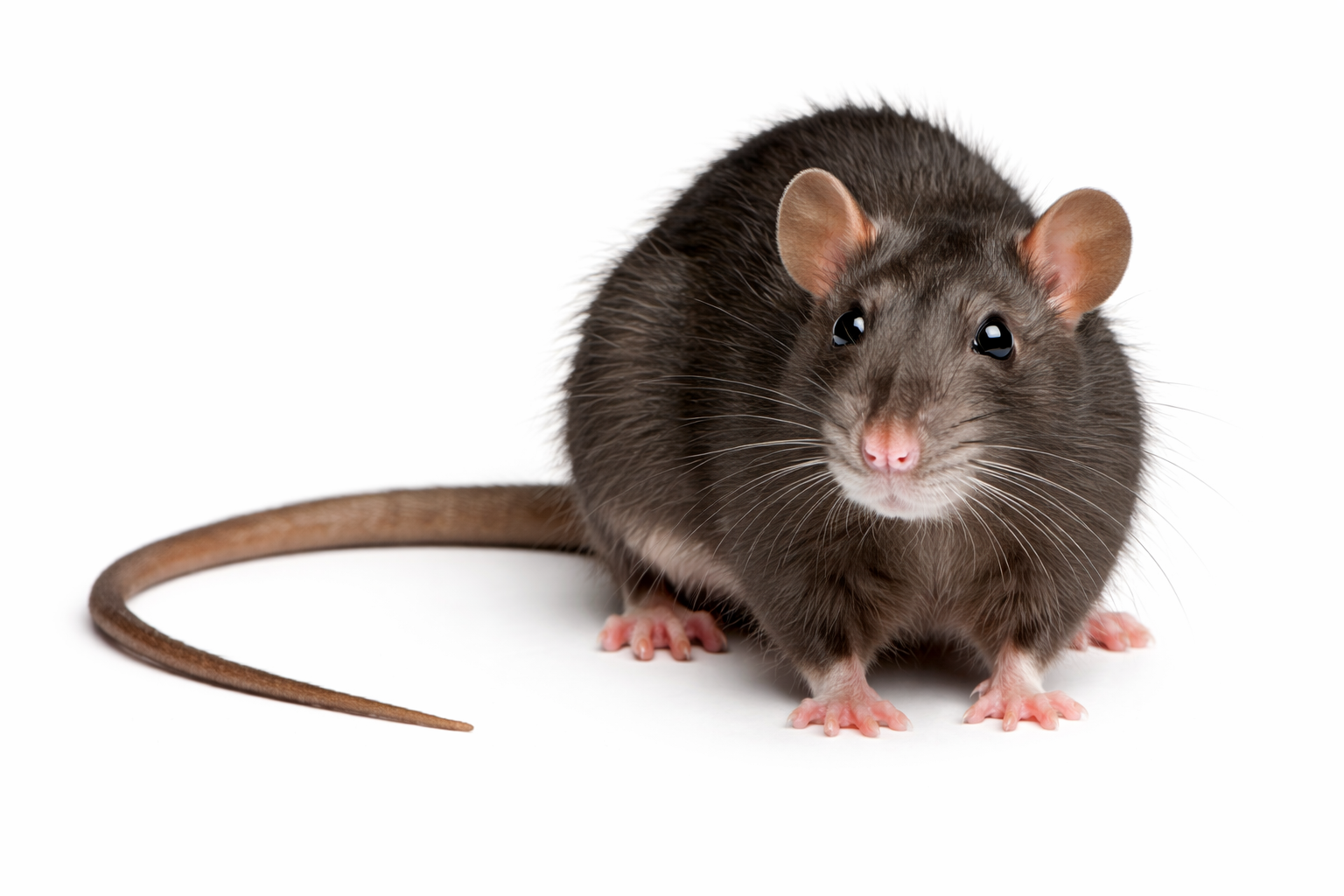 Roof rat pest found in Queensland roof spaces and buildings