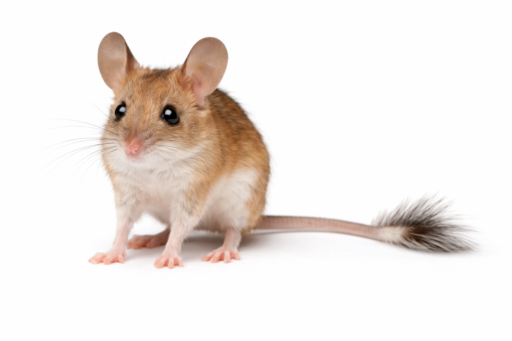 Spinifex hopping mouse found in Queensland dry regions