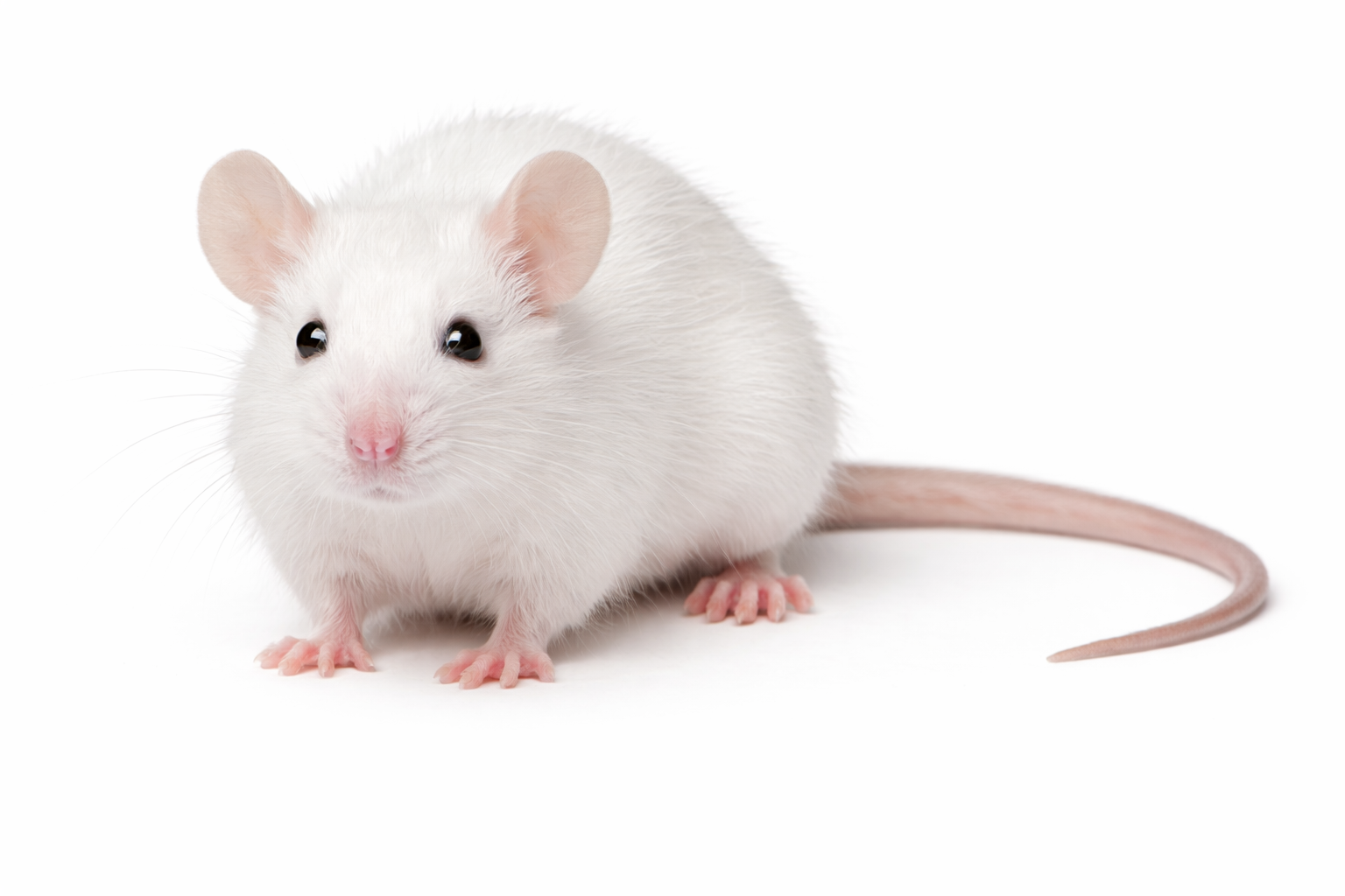 White mouse found in Queensland indoor environments
